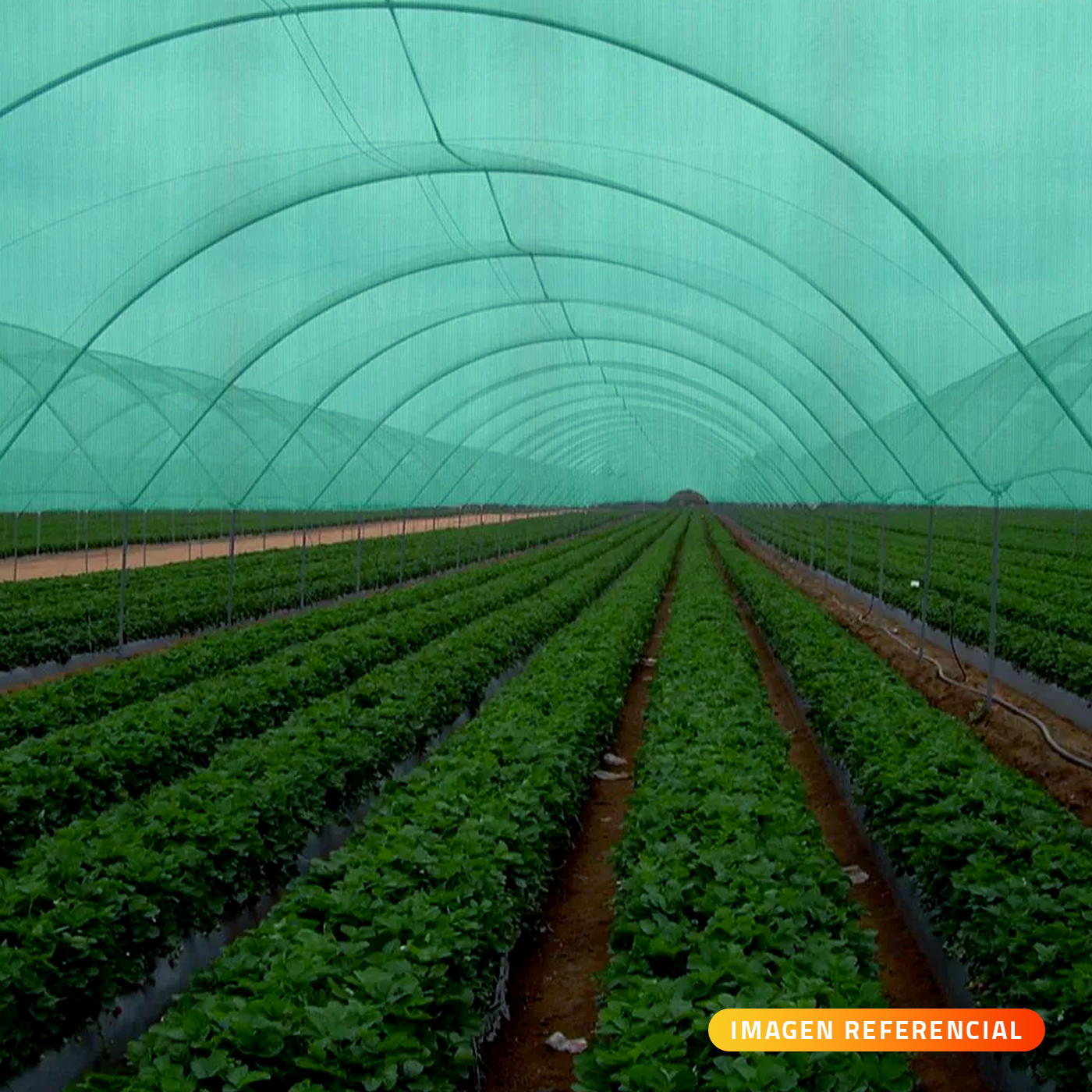 Malla Raschel Sombra 65% Rollo 2,1x50mts color verde - Imagen 2